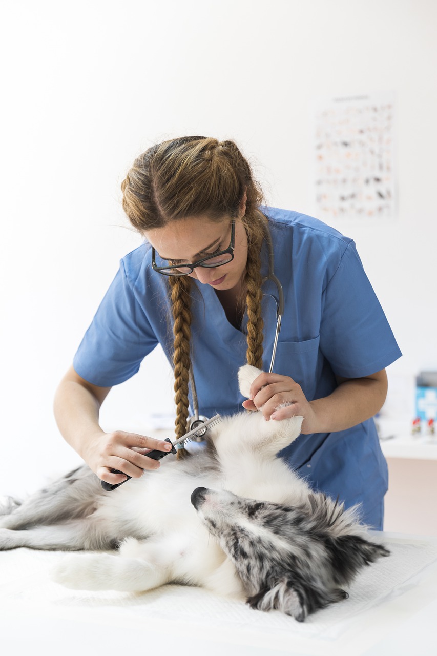 animal, health, outdoor-4907435.jpg